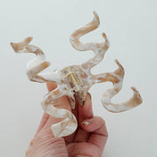 Calacatta Gold Large | Assorted Large Claw Clips