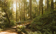 Sweet Cedar Essential Oil Blend