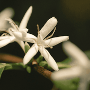 Sweet Cedar Essential Oil Blend